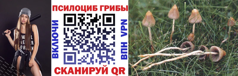 Псилоцибиновые грибы Psilocybe  Урус-Мартан 